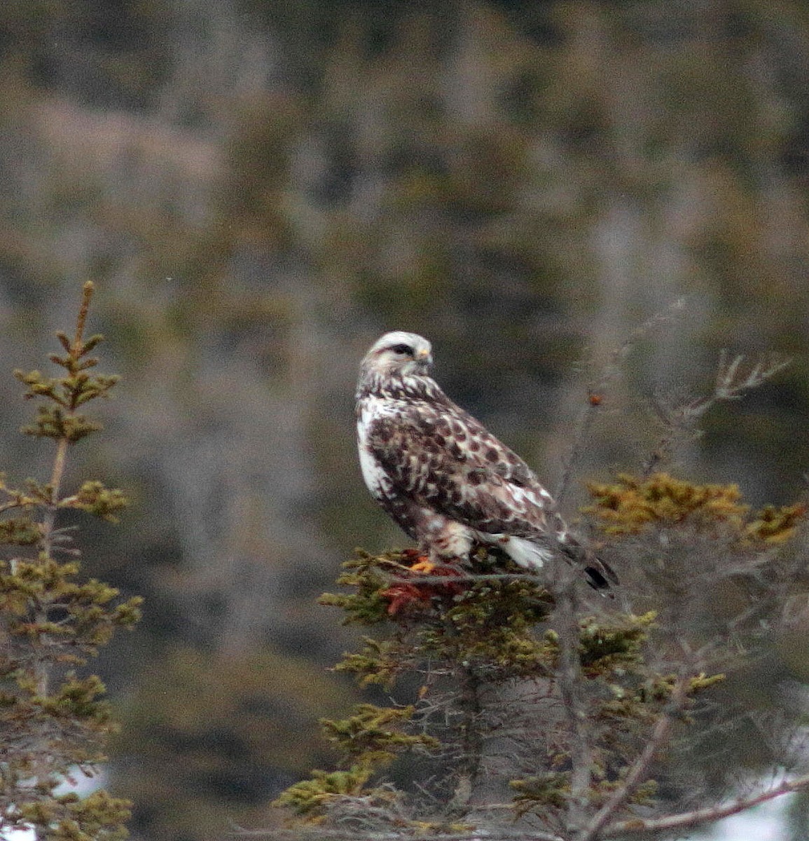 Raufußbussard - ML329431151