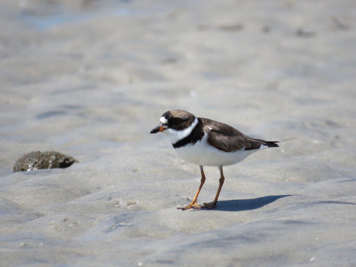 Semipalmated Plover - Becky Laboy