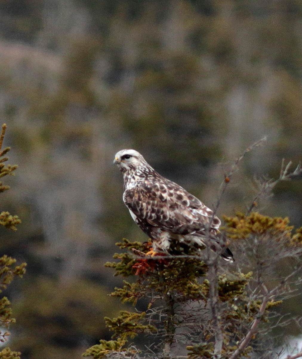 Rough-legged Hawk - ML329431341