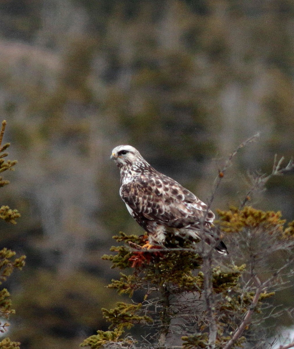 Raufußbussard - ML329431341