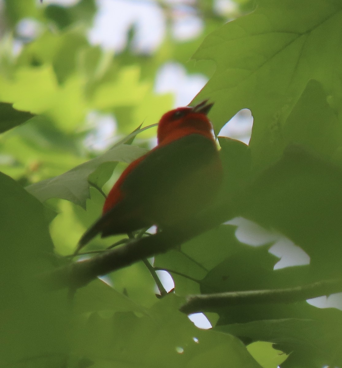 Scarlet Tanager - ML329431401