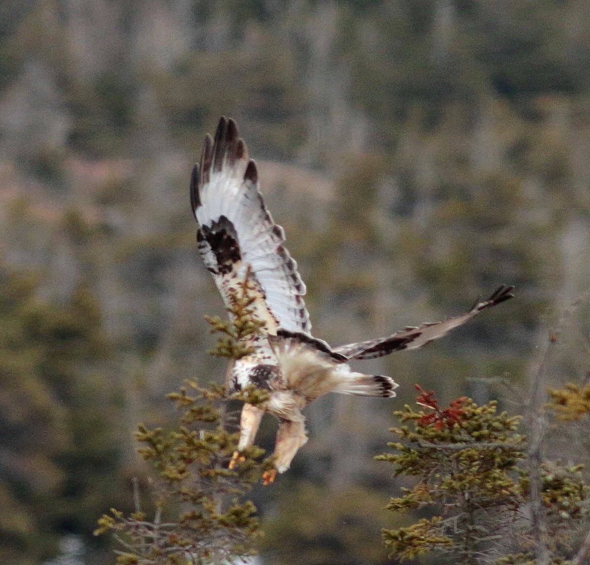 Rough-legged Hawk - ML329431431
