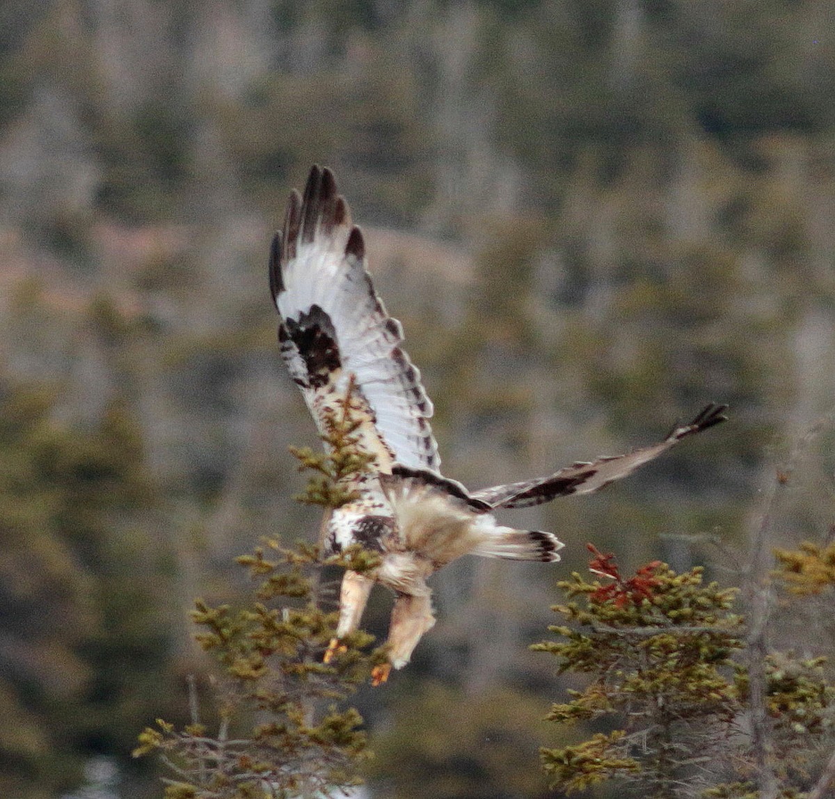 Raufußbussard - ML329431431