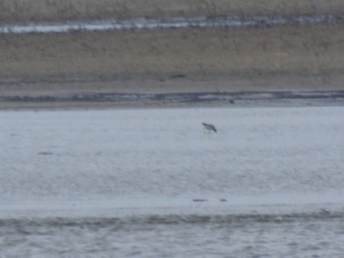 Marbled Godwit - ML329432941