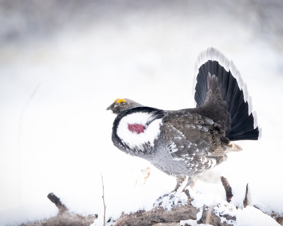 Dusky Grouse - Alex Krebs