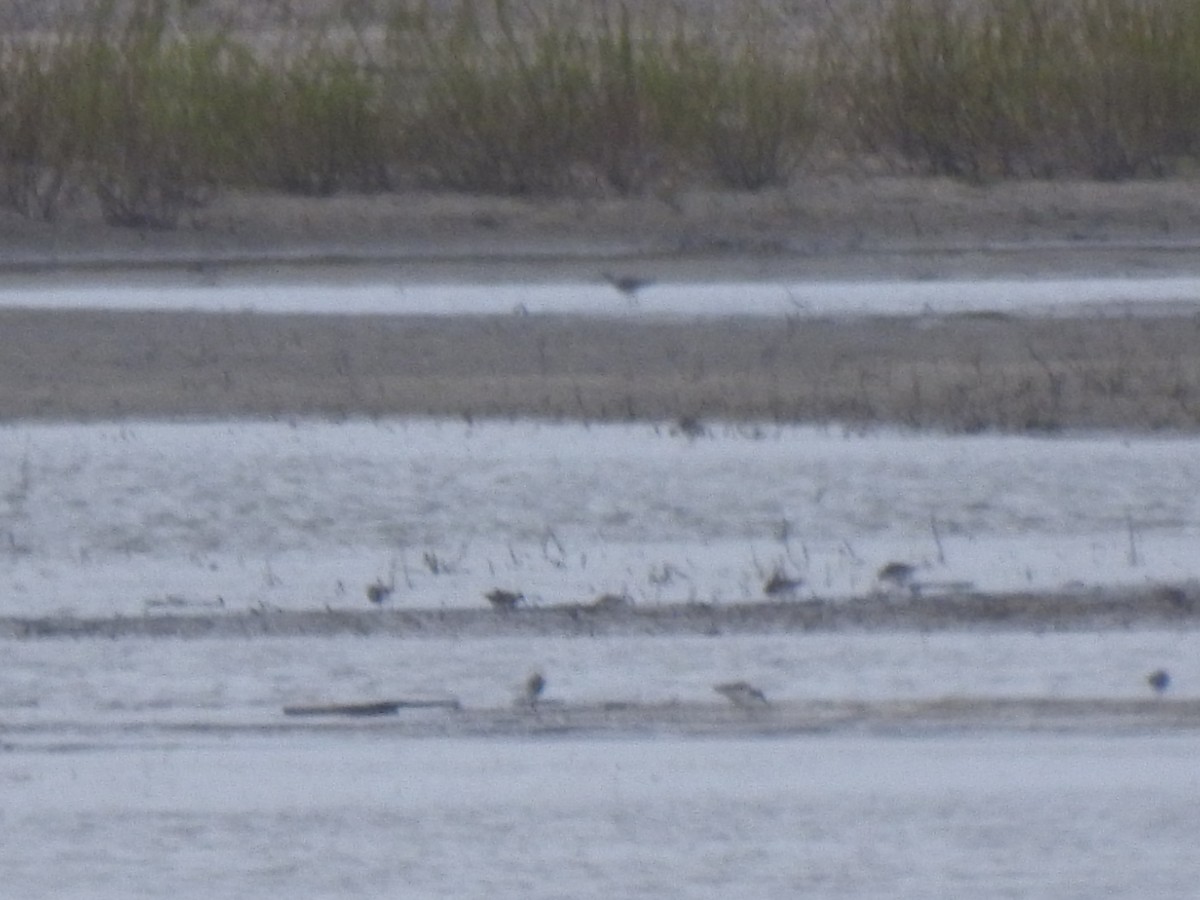 Marbled Godwit - ML329433031