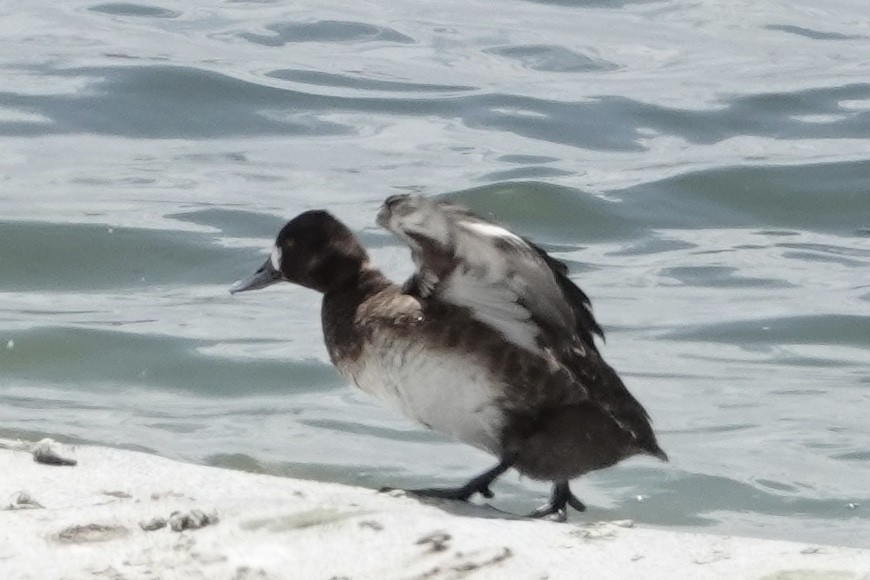 Lesser Scaup - ML329437781