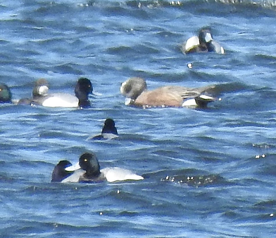 American Wigeon - Dave Milsom