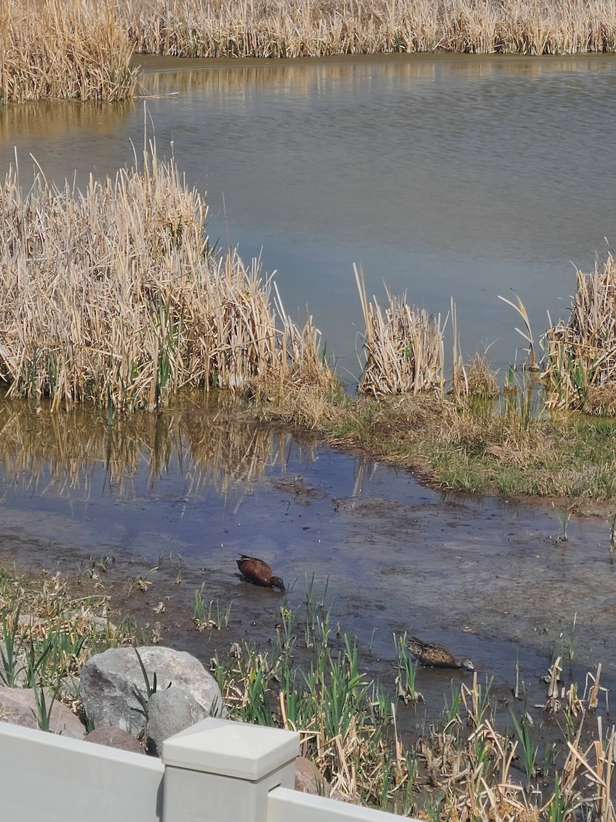 Cinnamon Teal - ML329439231