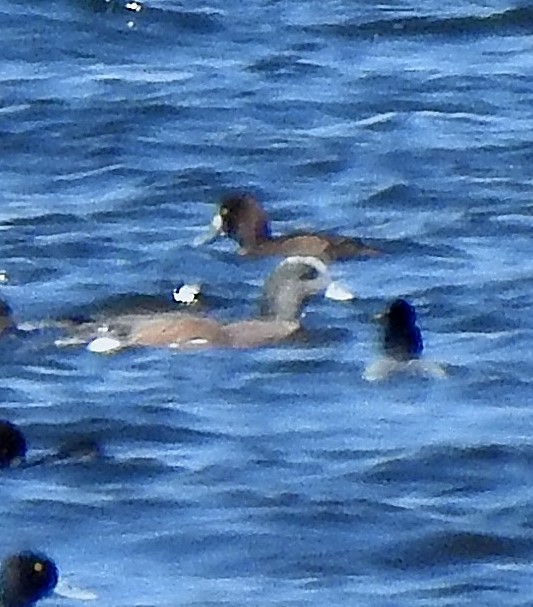 Canard d'Amérique - ML329439601