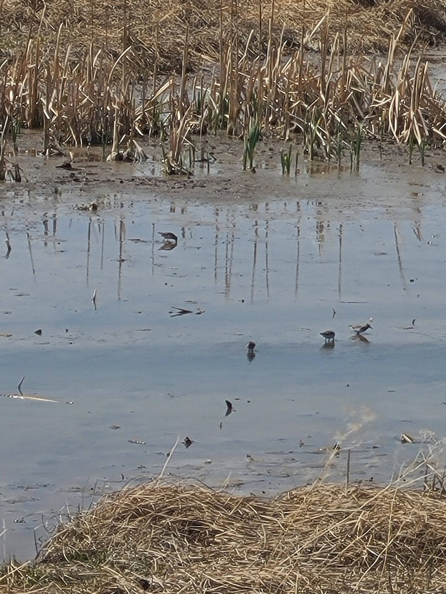 peep sp. - ML329439671