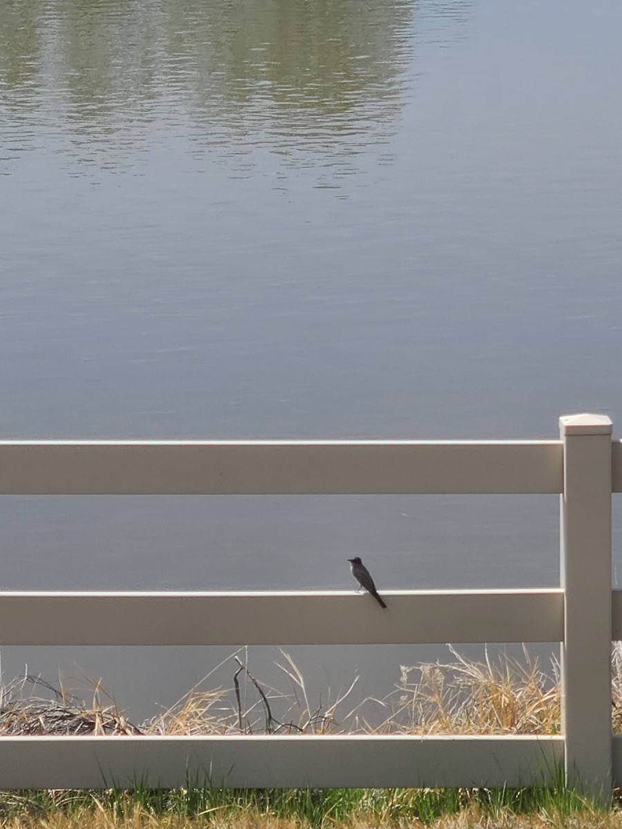 Say's Phoebe - ML329439741