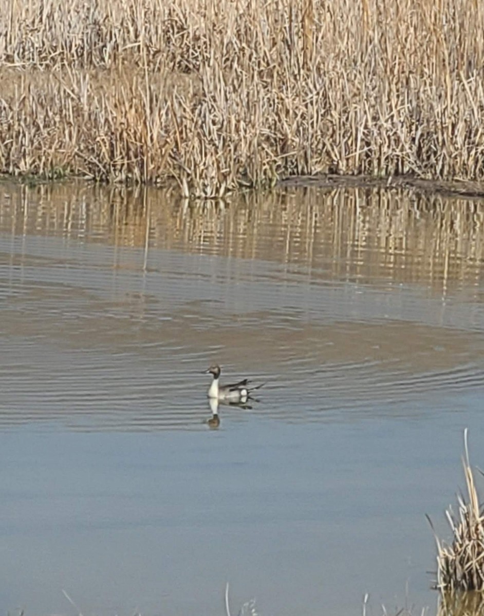 Northern Pintail - ML329439951