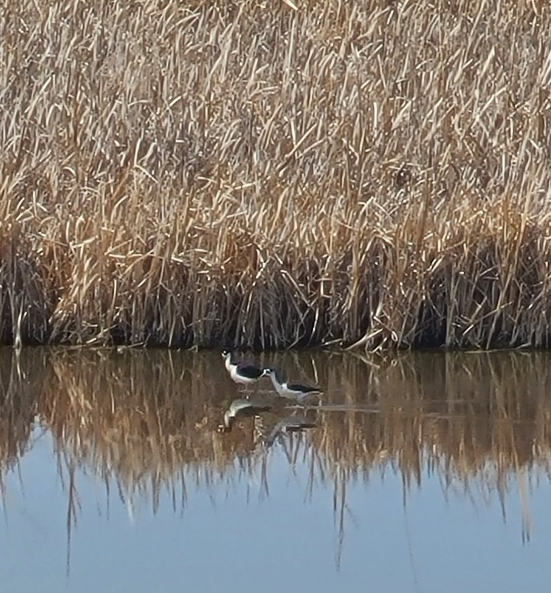 Black-necked Stilt - ML329439991
