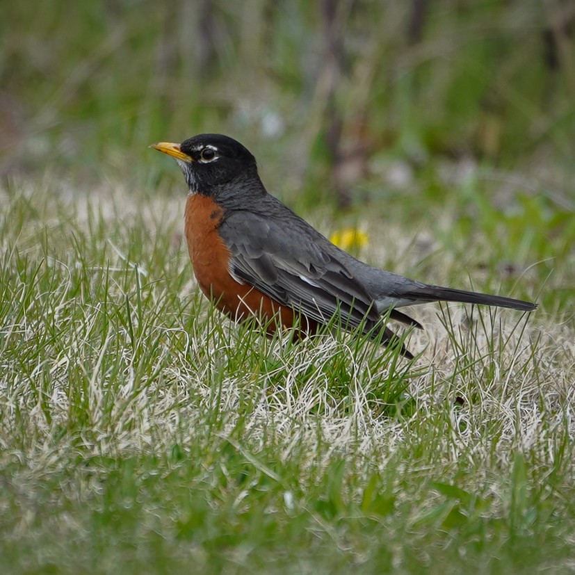 American Robin - ML329440081