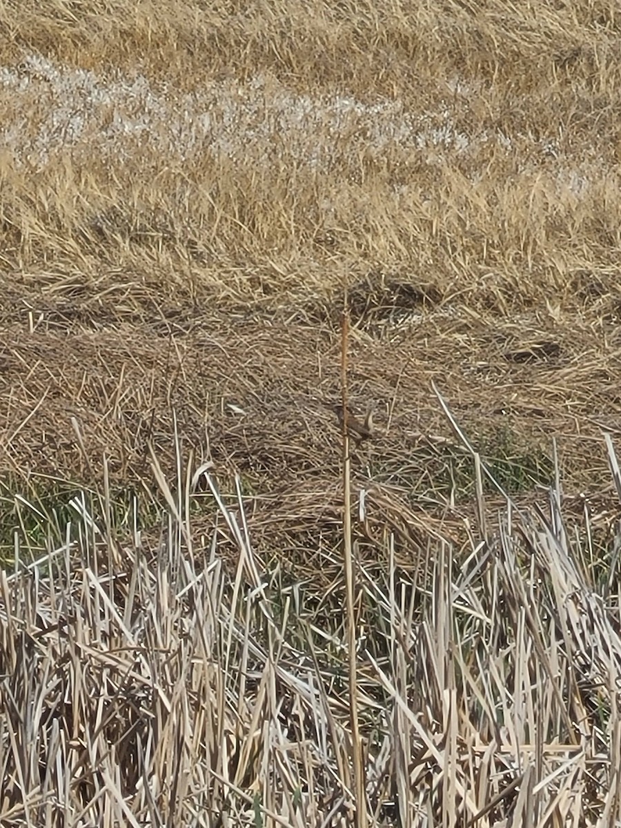 Marsh Wren - ML329440321
