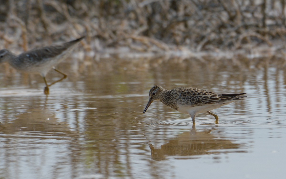 Pectoral Sandpiper - Luis Trinchan