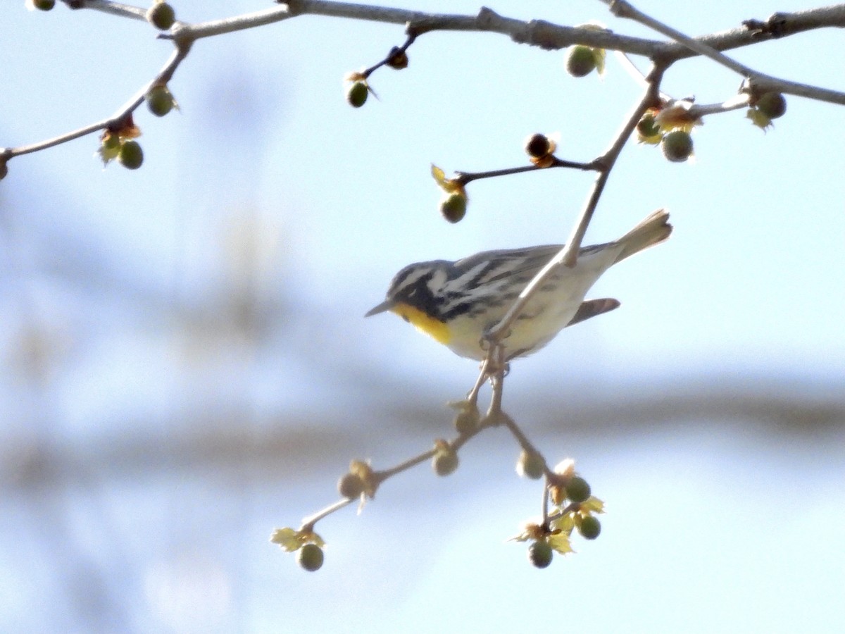 Yellow-throated Warbler - ML329442741