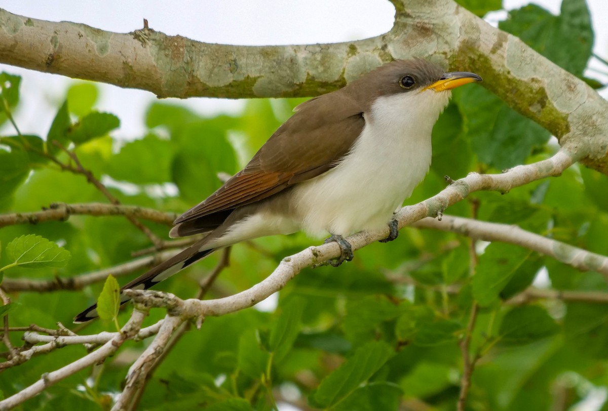 Yellow-billed Cuckoo - Roger Horn