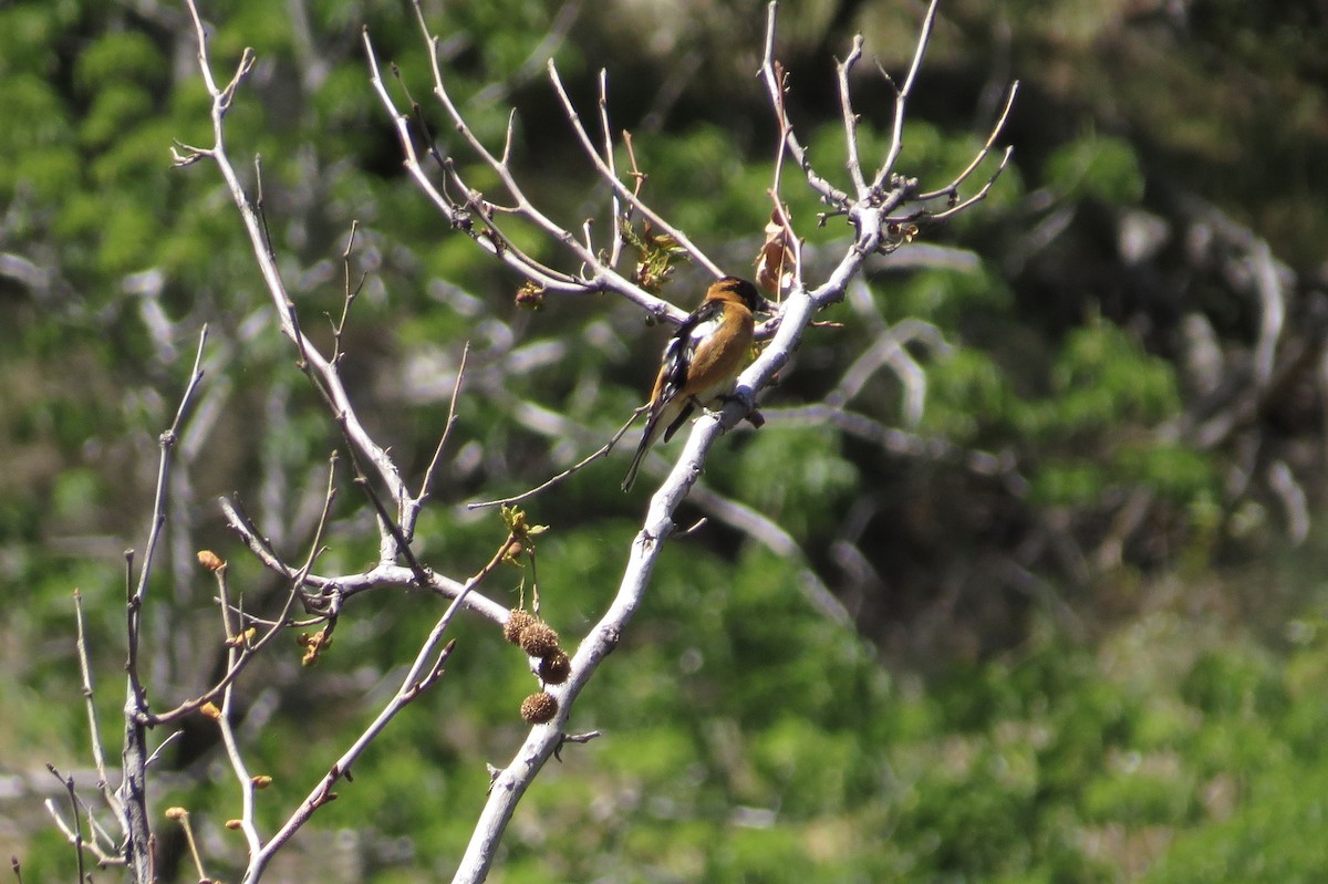 Black-headed Grosbeak - ML329446251