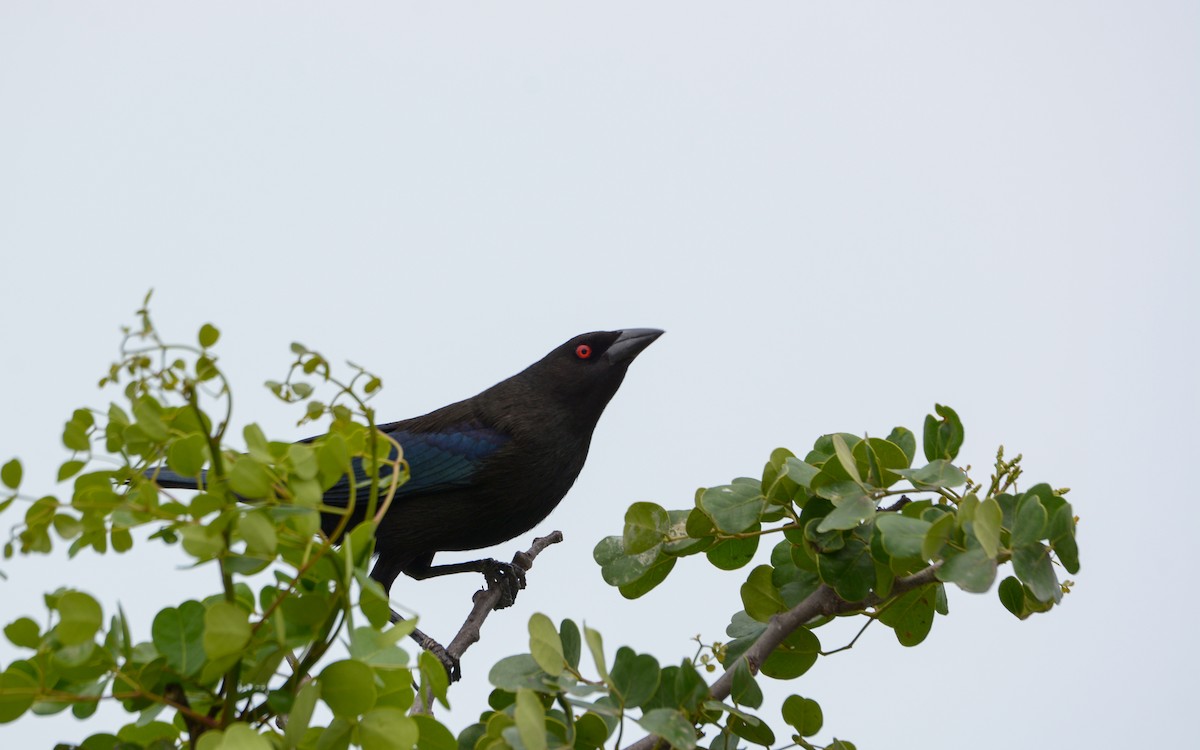 Bronzed Cowbird (Bronzed) - Luis Trinchan