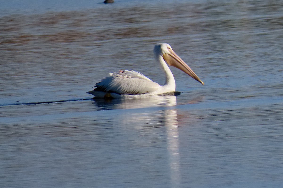 American White Pelican - ML329451611