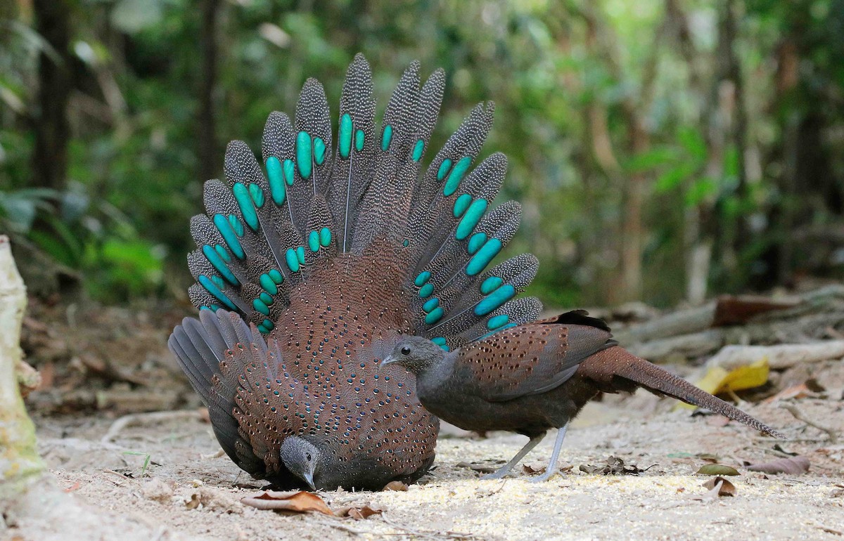 Mountain Peacock-Pheasant - Neoh Hor Kee