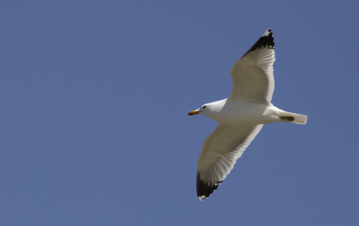 California Gull - ML329453661