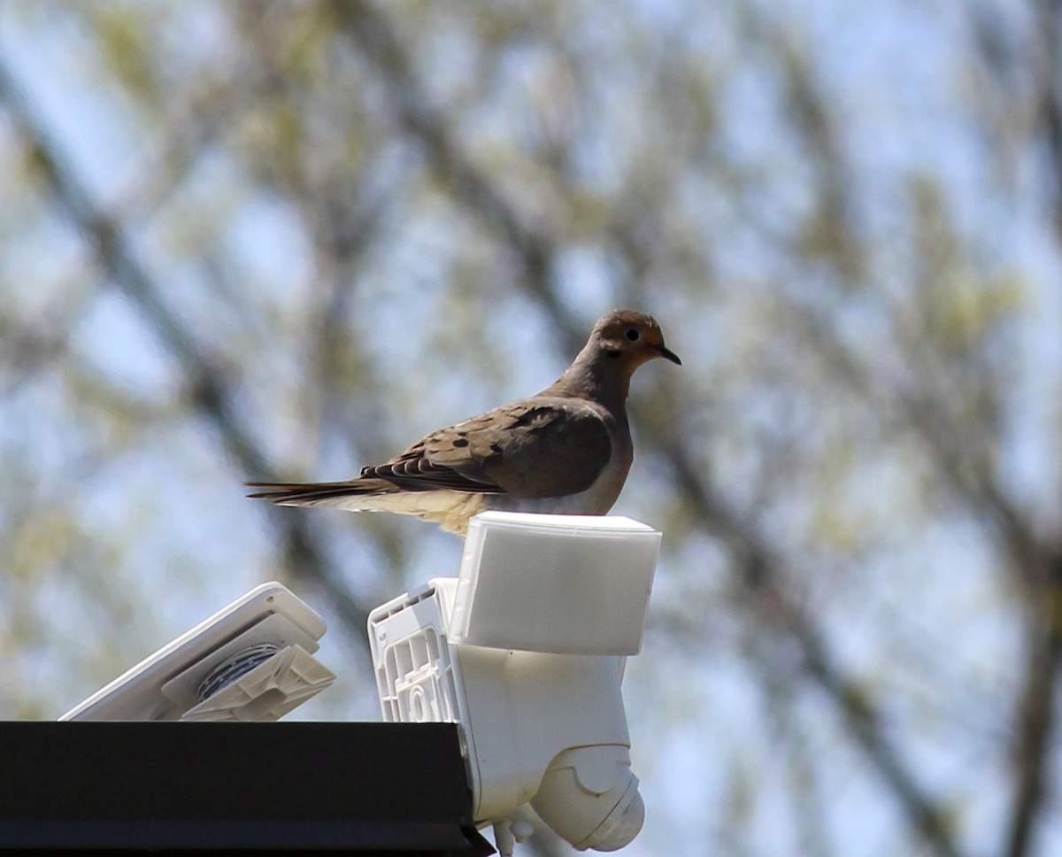 Mourning Dove - ML329454641