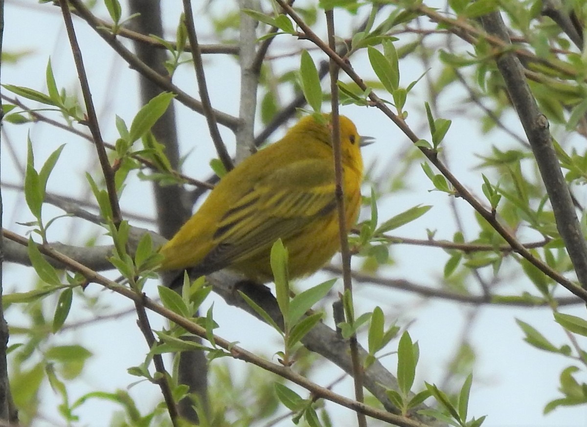 Yellow Warbler - ML329455971