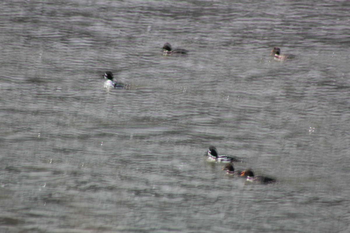 Barrow's Goldeneye - ML329457481