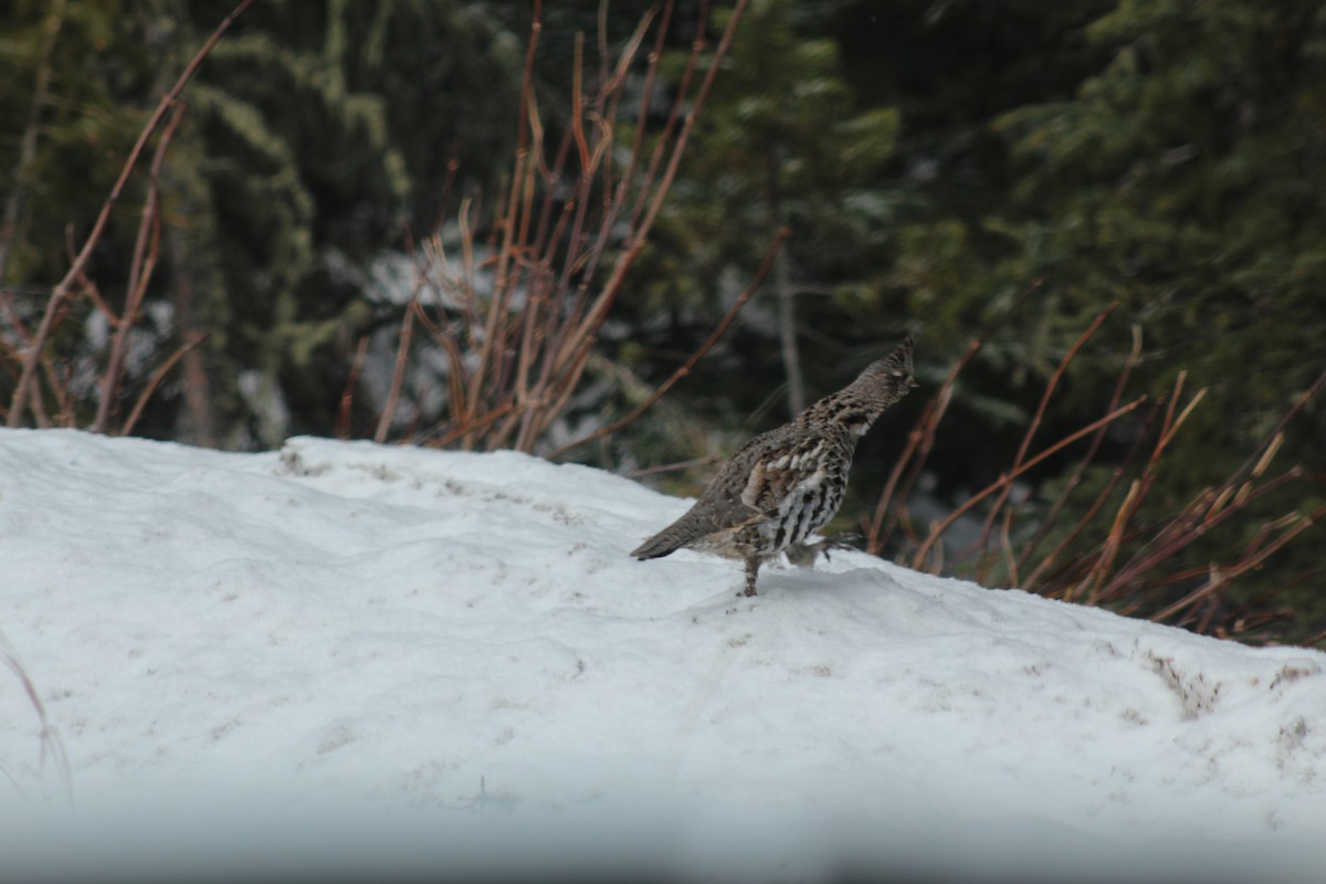 Ruffed Grouse - ML329457711