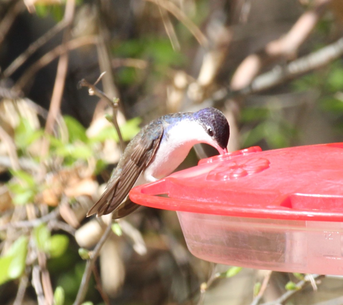 Violet-crowned Hummingbird - ML329458041