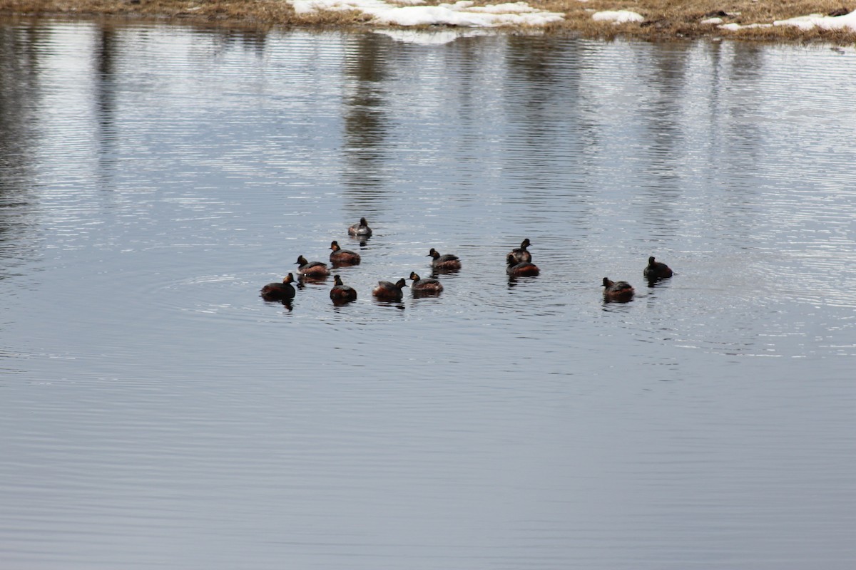 Eared Grebe - ML329458321