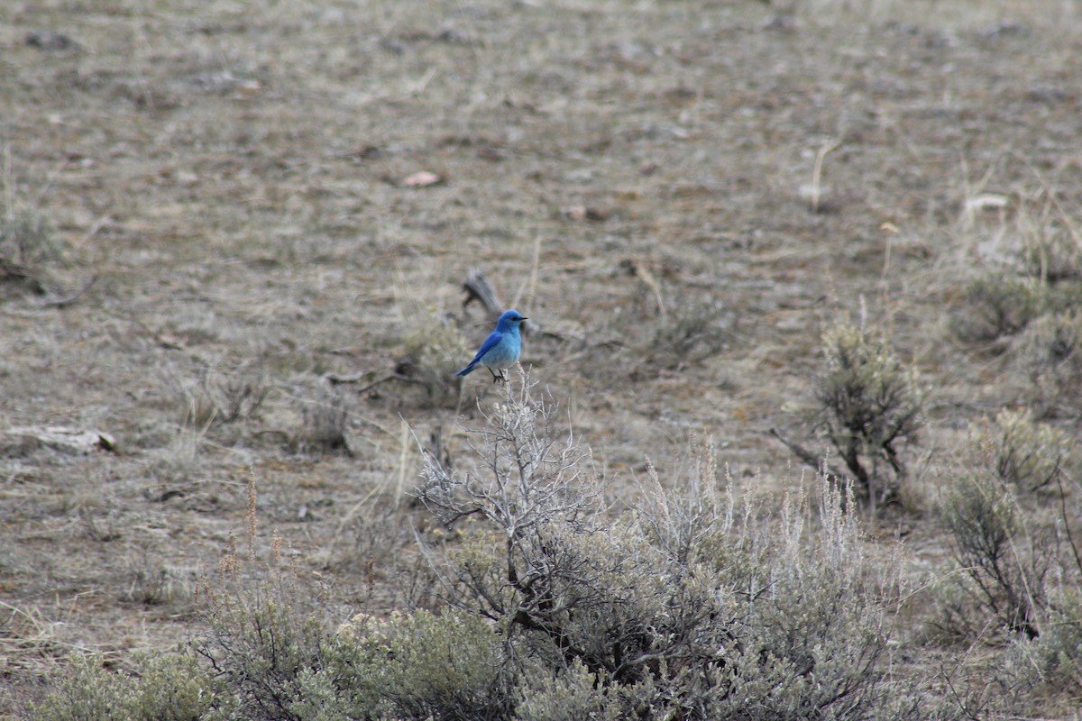 Mountain Bluebird - ML329458471