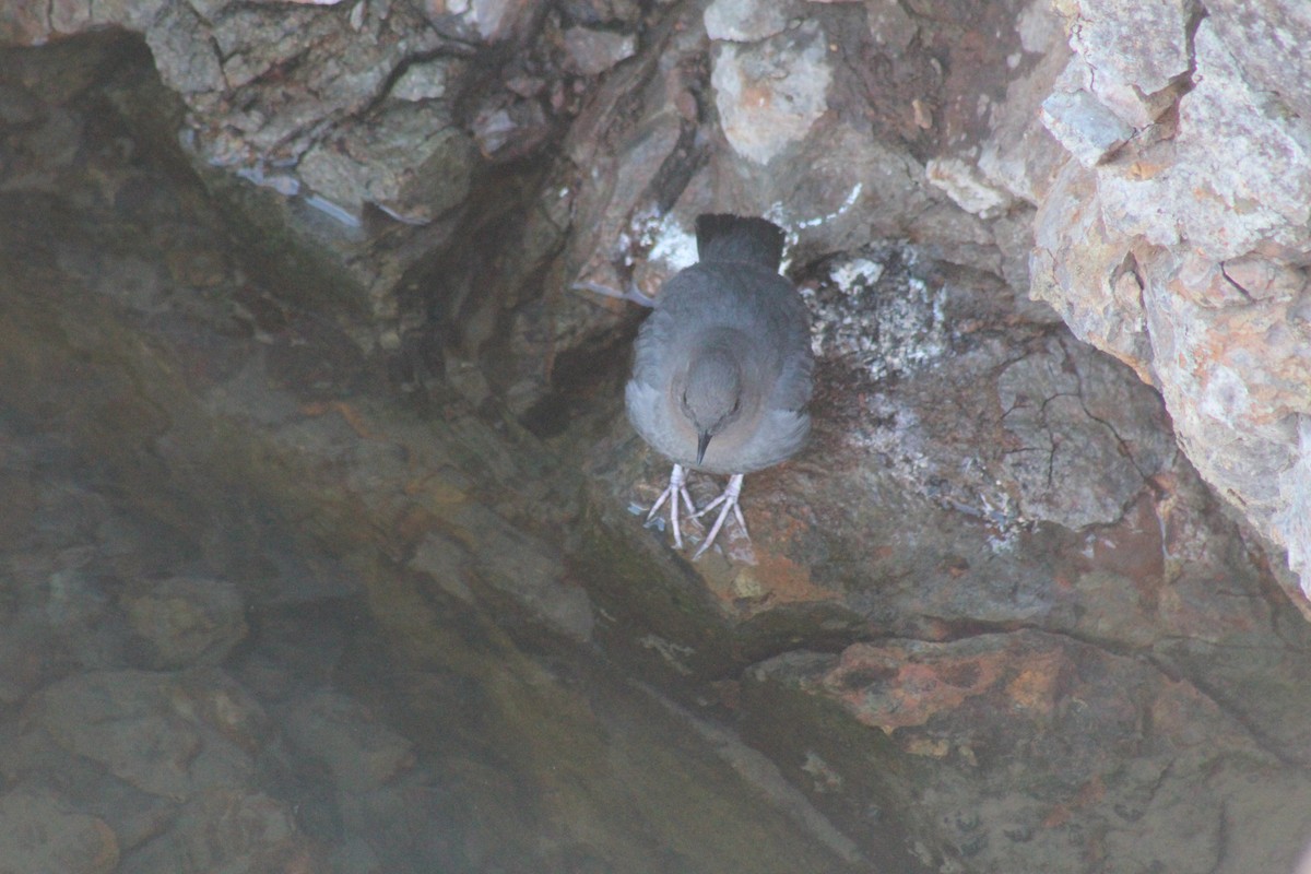 American Dipper - ML329458481