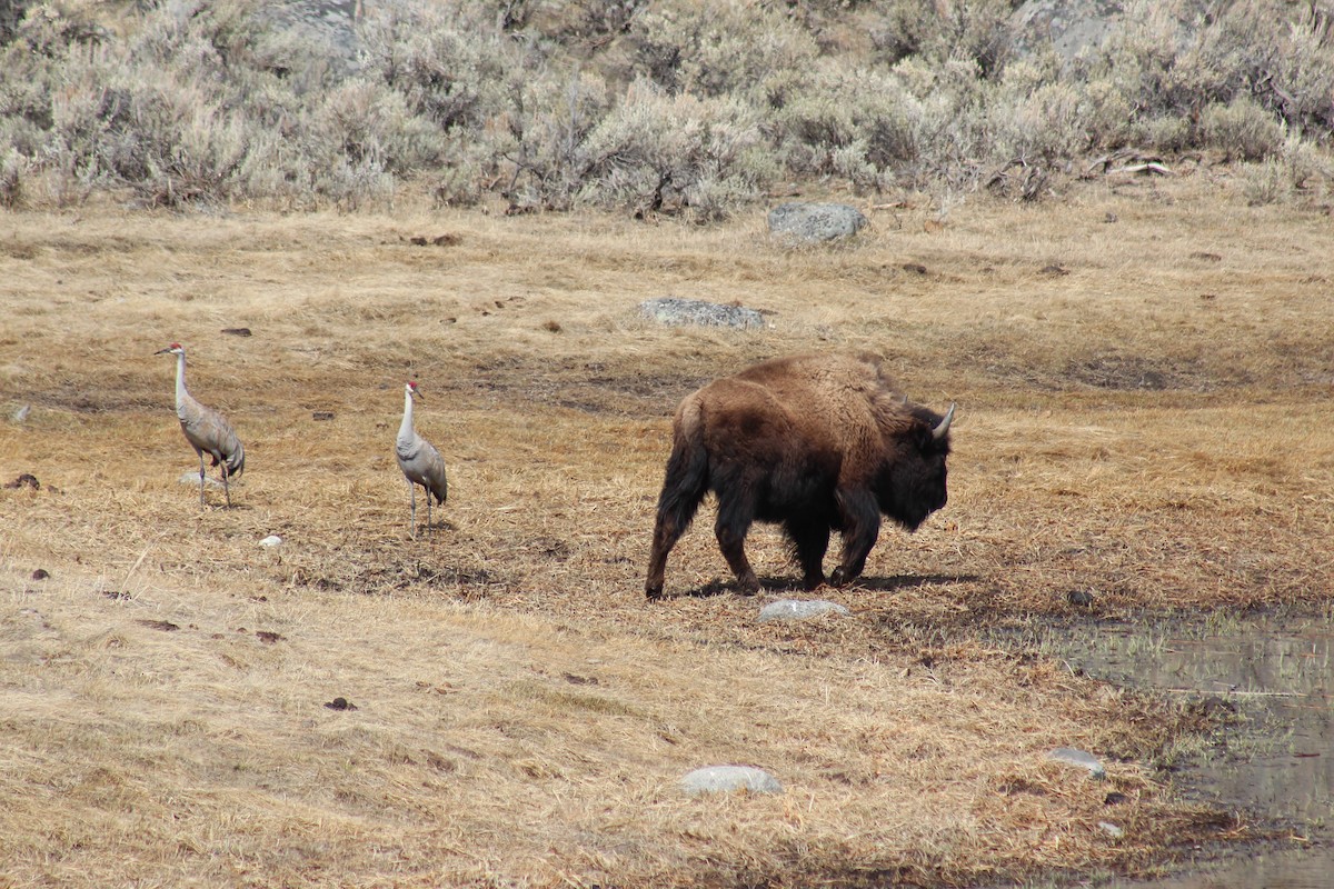 Sandhill Crane - ML329458521