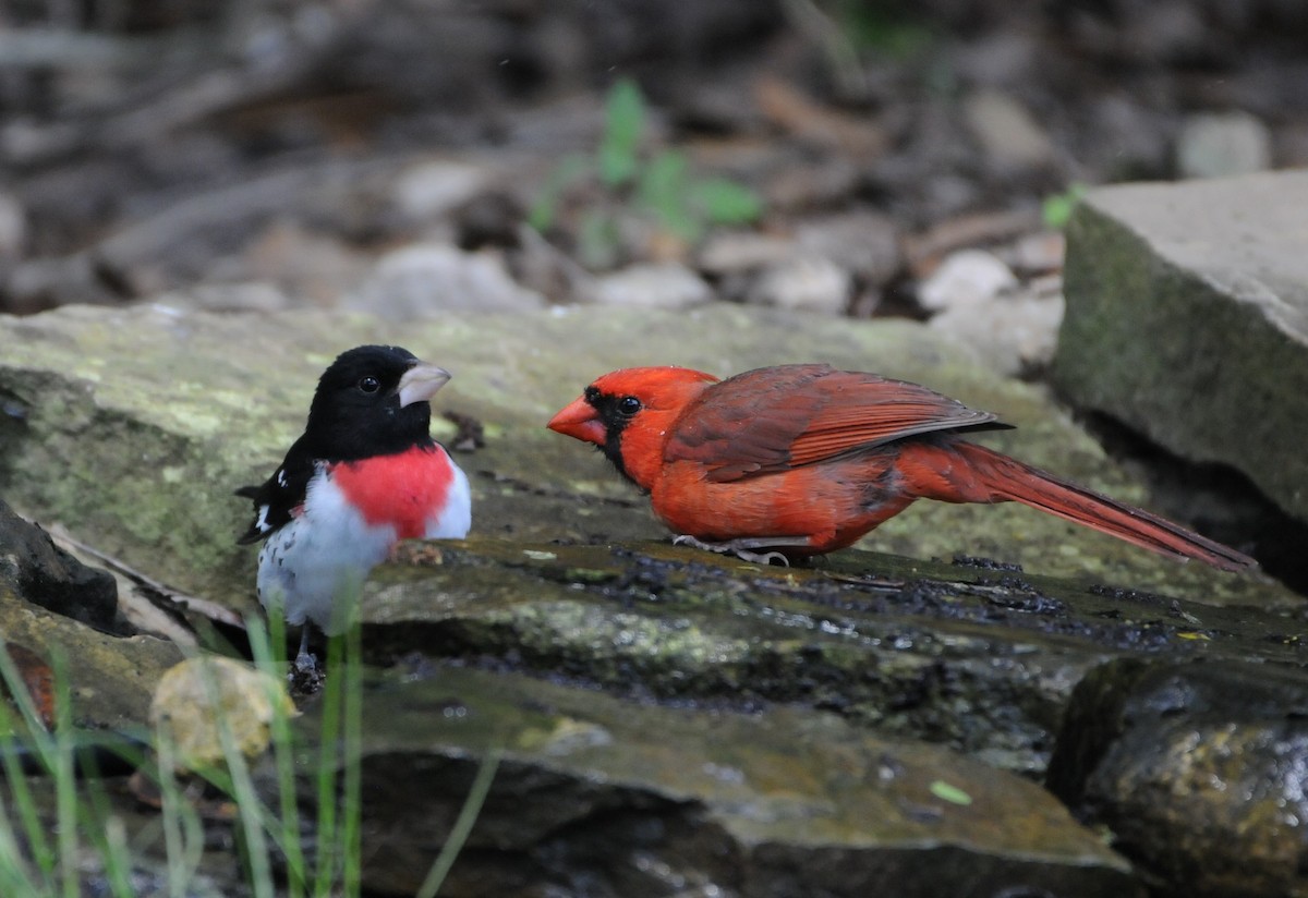 Northern Cardinal - Jim Highberger