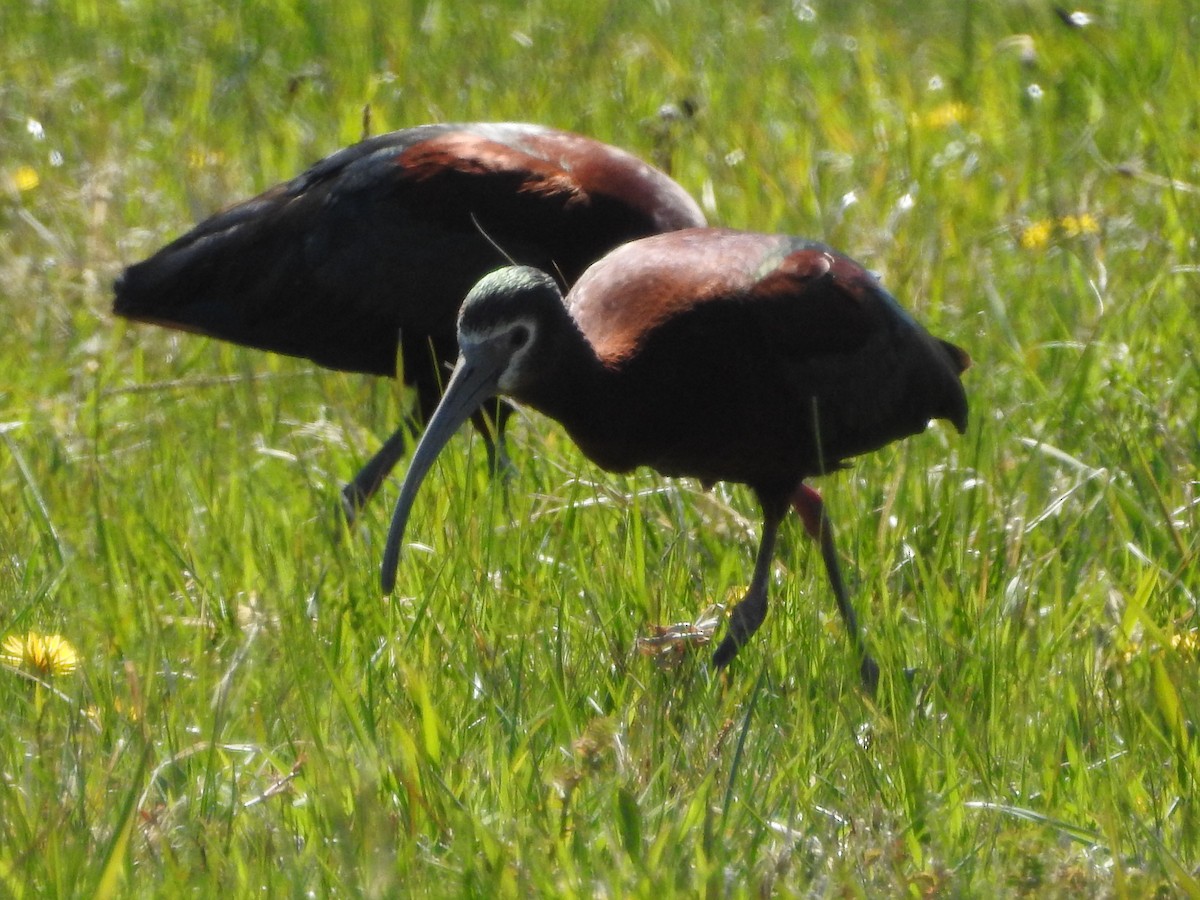 White-faced Ibis - Steve Ruscito