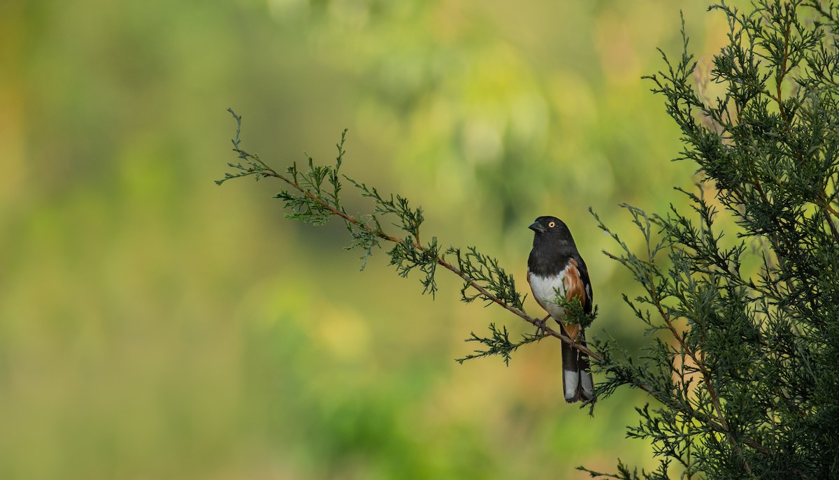 Eastern Towhee - ML329463801