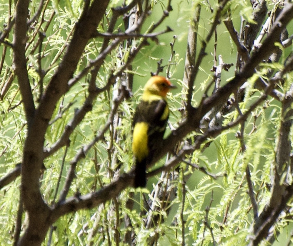 Western Tanager - ML329466611