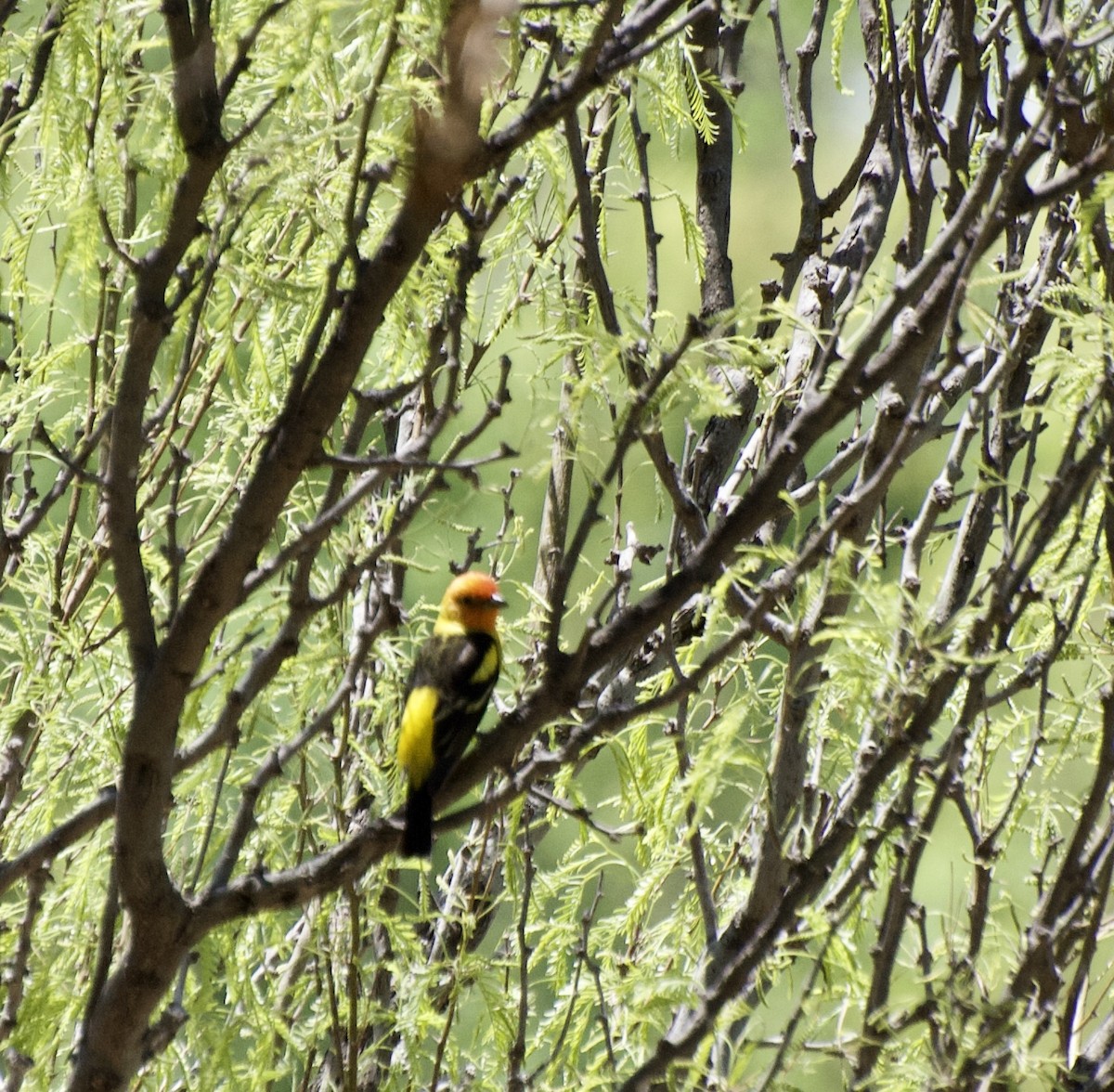 Western Tanager - ML329466631