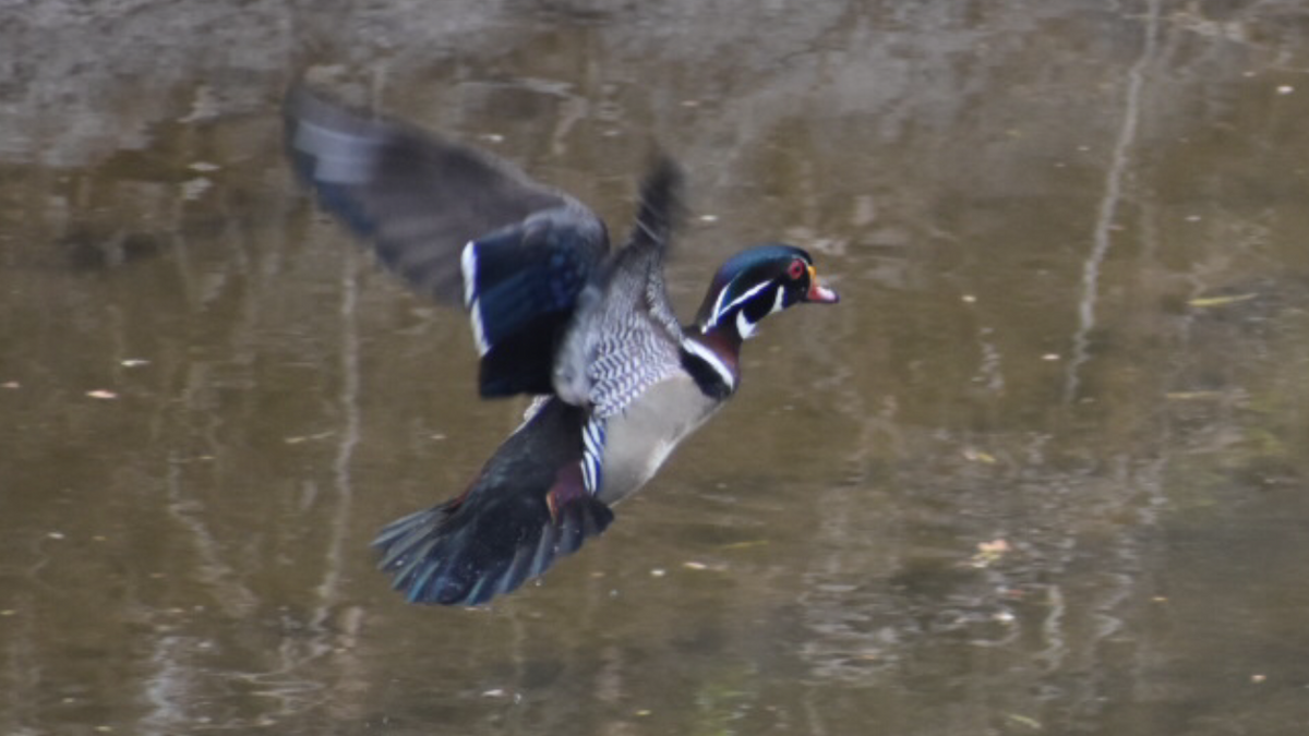 Wood Duck - ML329466641