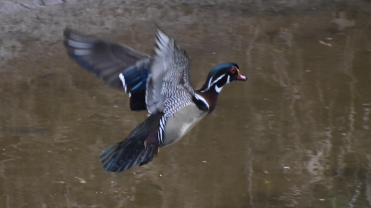 Wood Duck - ML329466651