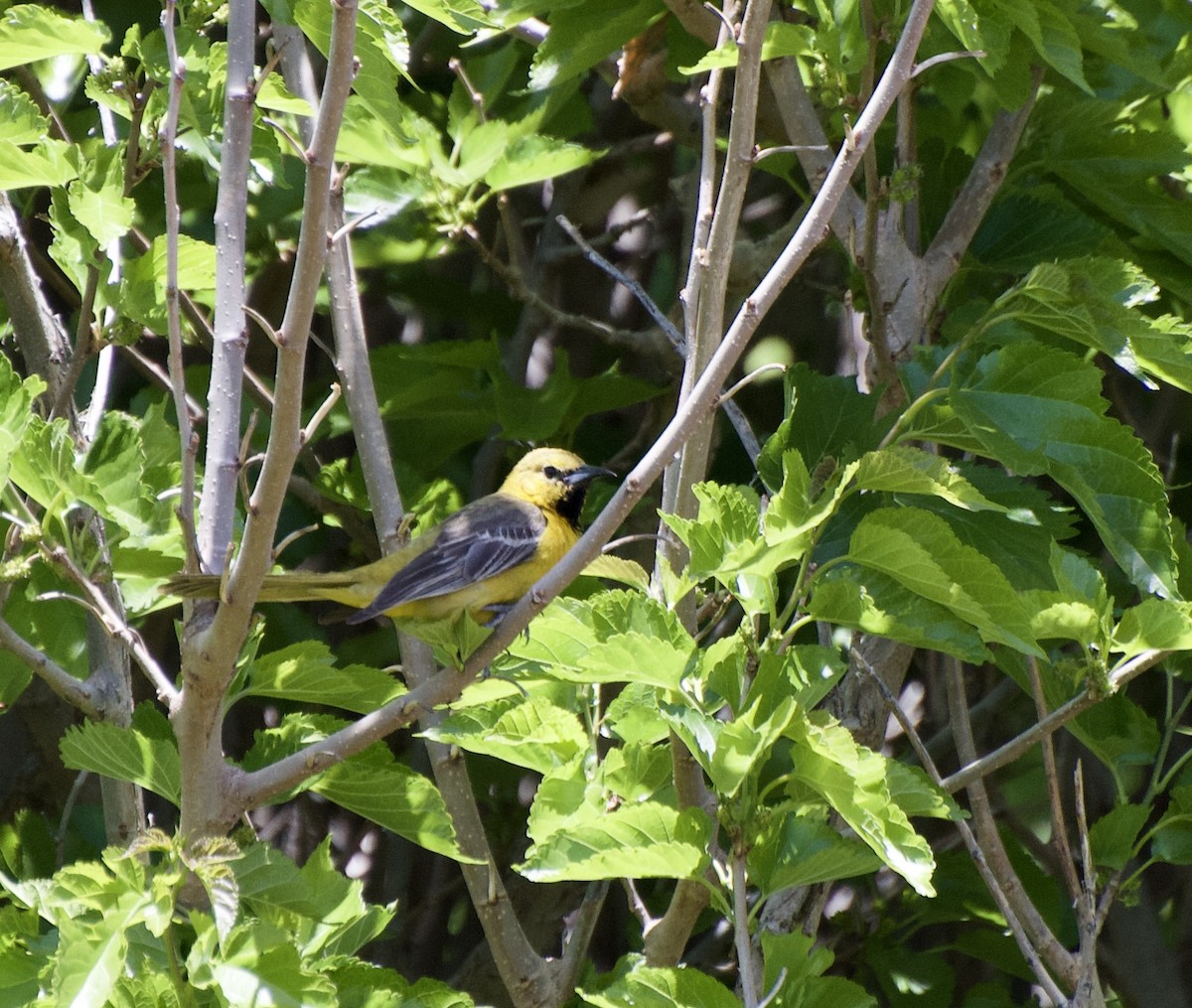 Hooded Oriole - ML329466751
