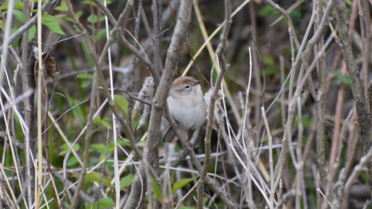 Field Sparrow - ML329466821