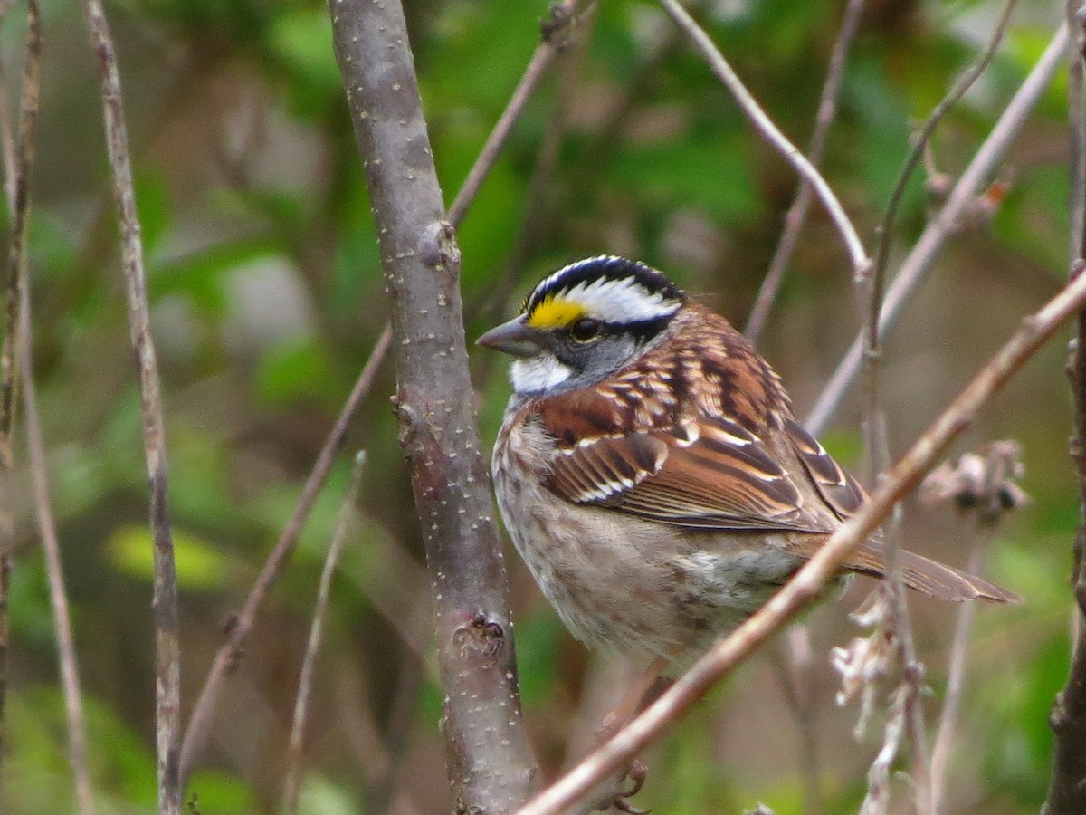 White-throated Sparrow - ML329467151