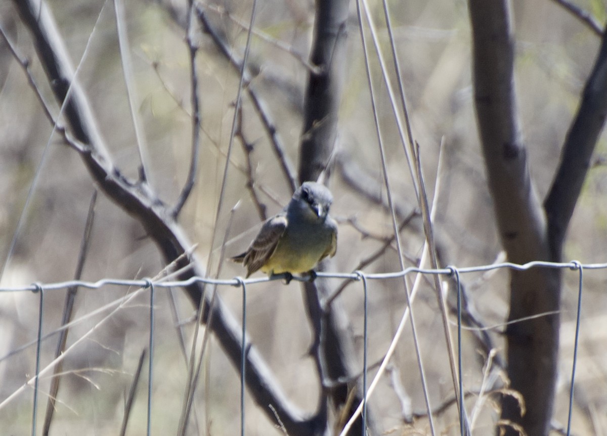 Cassin's Kingbird - ML329467671