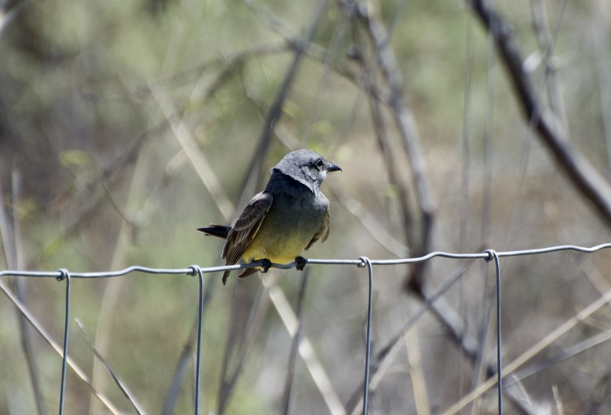 Cassin's Kingbird - ML329467681