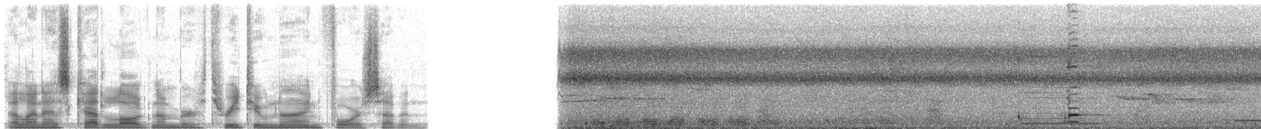 špaček bělokrký - ML32947